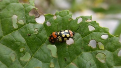 Alagoasa bipunctata perennis