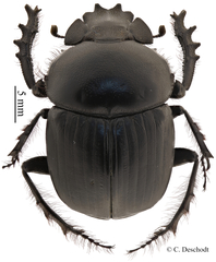 Scarabaeus vicinus