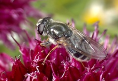 Cheilosia caerulescens