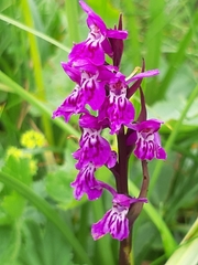 Dactylorhiza lapponica