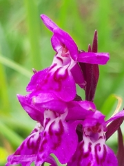 Dactylorhiza lapponica