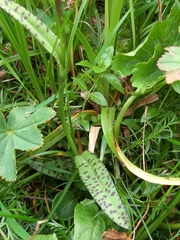 Dactylorhiza lapponica