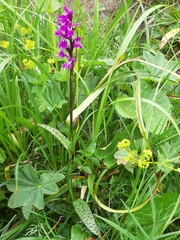 Dactylorhiza lapponica
