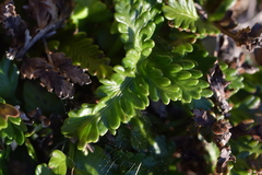 Asplenium appendiculatum maritimum