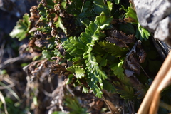 Asplenium appendiculatum maritimum