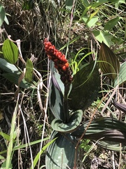 Elleanthus hymenophorus