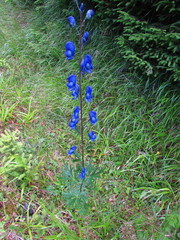 Aconitum plicatum