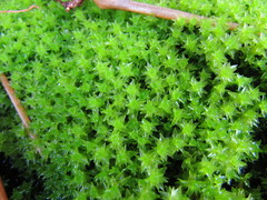 Diobelonella palustris