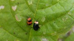 Alagoasa bipunctata