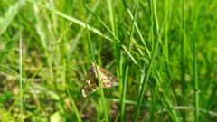 Sitochroa verticalis