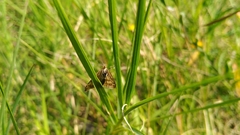 Sitochroa verticalis