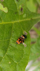 Alagoasa bipunctata