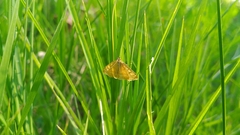 Sitochroa verticalis