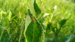 Sitochroa verticalis