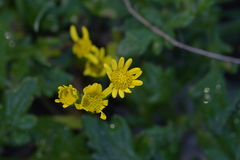 Senecio lautus