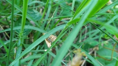 Sitochroa verticalis