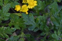 Senecio lautus