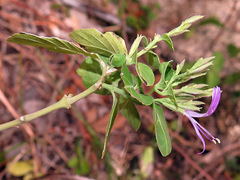 Hypoestes floribunda