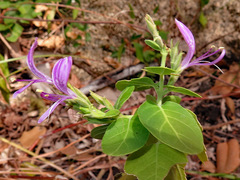 Hypoestes floribunda