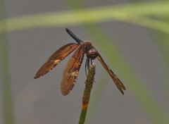 Rhyothemis obsolescens
