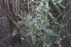 Dacrycarpus dacrydioides