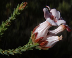 Erica ampullacea
