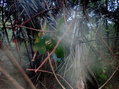 Dacrycarpus dacrydioides