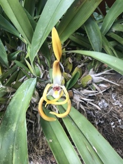 Maxillaria luteograndiflora