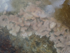 Lithophyllum incrustans