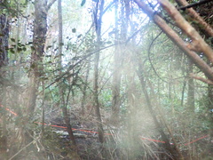 Dacrycarpus dacrydioides