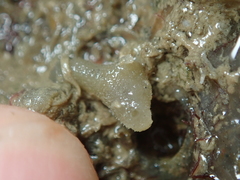 Calcarea