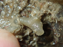 Calcarea
