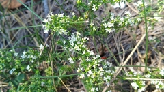 Galium humifusum