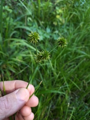 Juncus validus