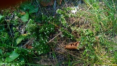 Galium humifusum