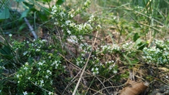 Galium humifusum