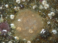 Schizoporella unicornis
