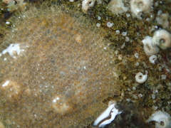 Schizoporella unicornis