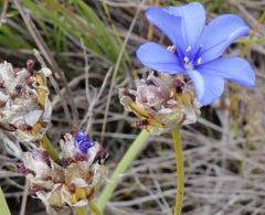 Aristea oligocephala