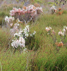 Erica colorans