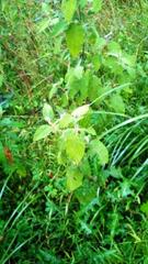 Solanum densevestitum