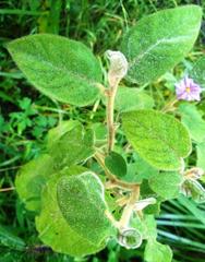 Solanum densevestitum