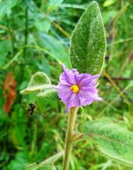 Solanum densevestitum