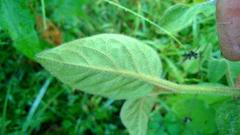 Solanum densevestitum