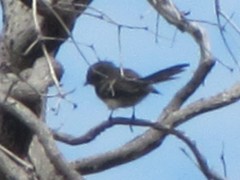 Rhipidura leucophrys leucophrys