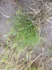 Eleocharis mamillata