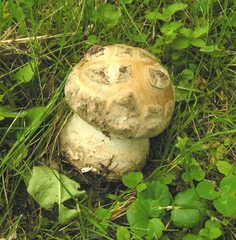 Amanita strobiliformis