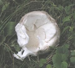 Amanita strobiliformis
