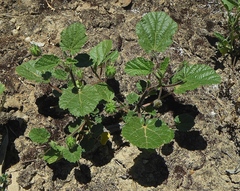 Abutilon malvifolium