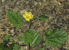 Abutilon malvifolium